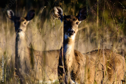_DSC1748_Deer In A Field, West Virginia USA photo