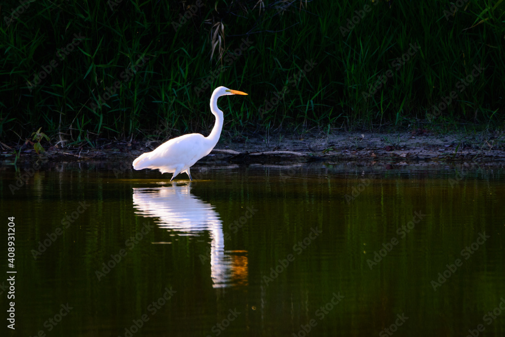 Great Egret Wading In Water Great Egret Wading In Water