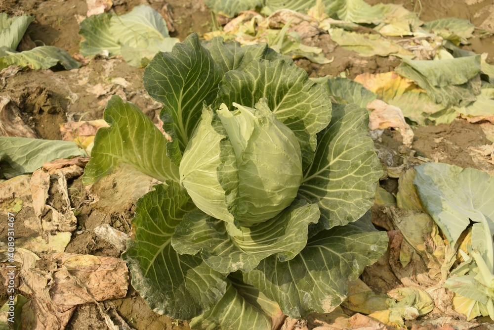 cabbage plant in the field cabbage plant in the field