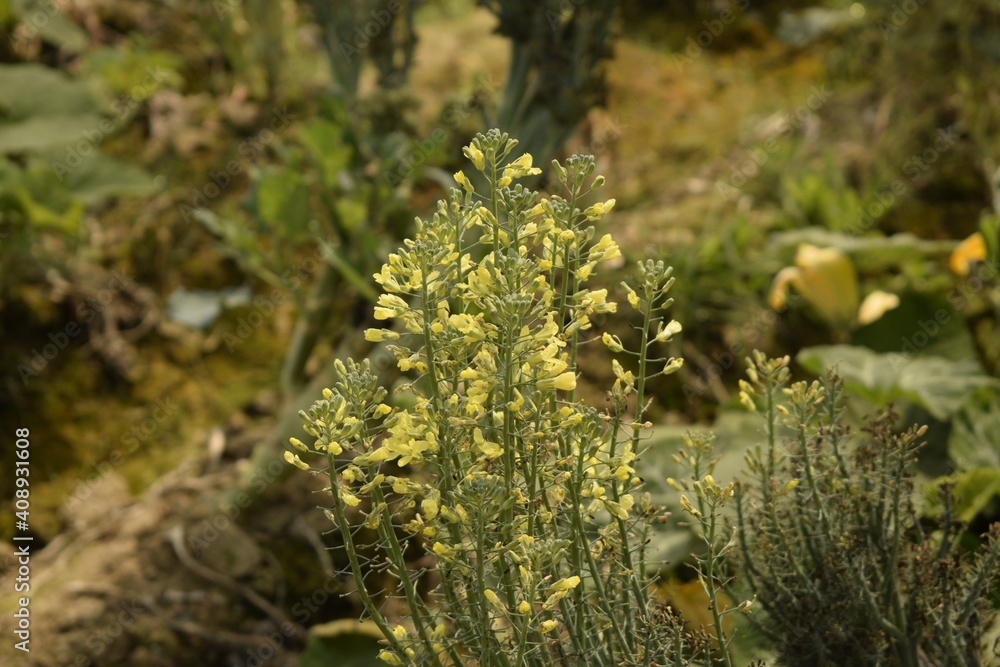 broccoli flower buds blooming
