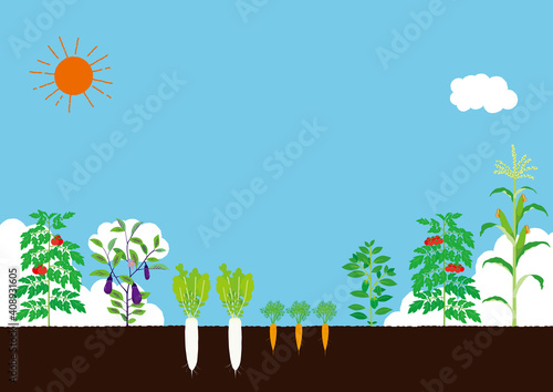 野菜畑　イラスト