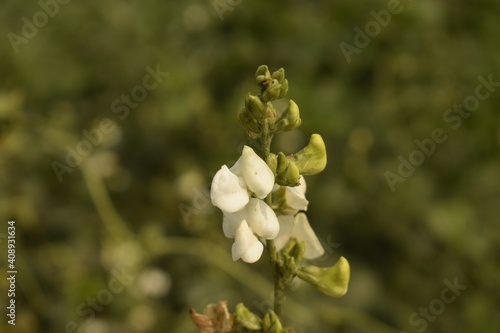 white flower of indian green beans or sem photo