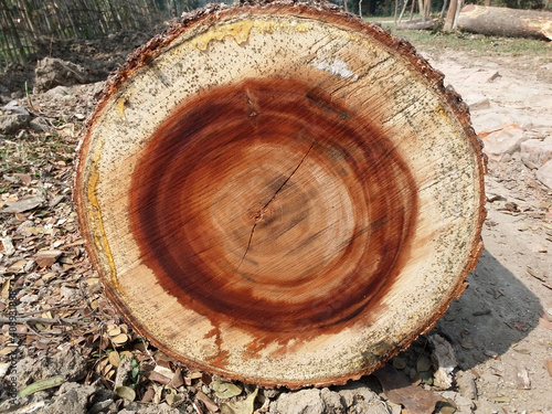 Cross section or transverse section view of tree trunk