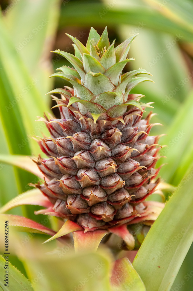 Closeup of a tiny pineapple in the field surrounded by green leaves. Shallow depth of field. Iriomote Island.