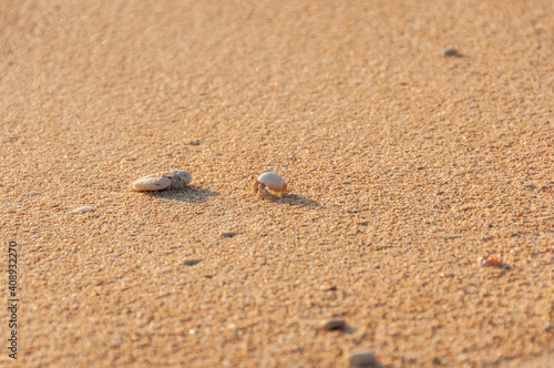Cute terrestrial hermit crabs (Coenobita rugosus) walking on the sand iluminated by sunlight in a shallow depht of field. Iriomote Island... © Renata Barbarino