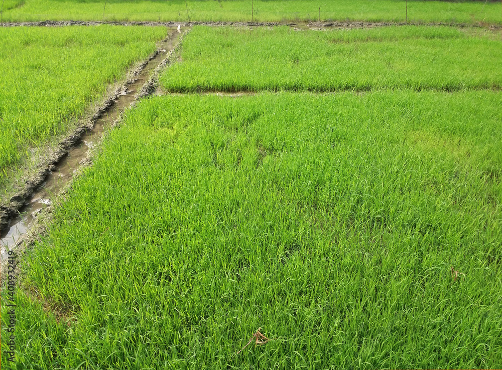 Nursery bed of green new growing paddy or rice seedlings plants Nursery bed of green new growing paddy or rice seedlings plants