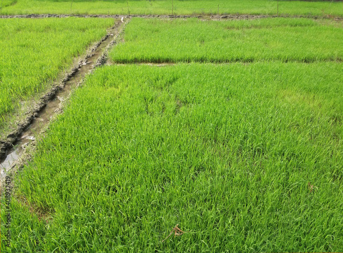 Nursery bed of green new growing paddy or rice seedlings plants