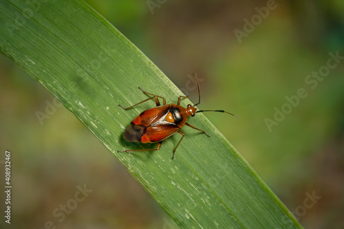 Deraeocoris ruber (also known as Mirid Bug) is a species of bug in Miridae family. photo