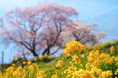 【福島】満開の弘法桜 菜の花