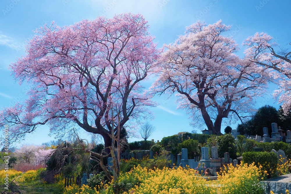 【福島】満開の弘法桜 