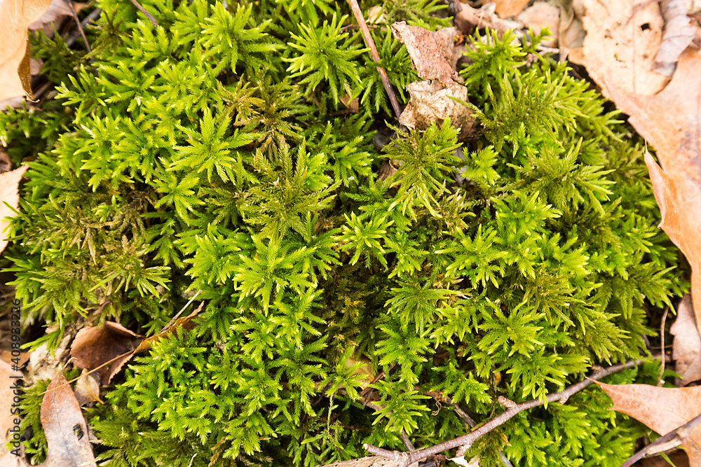 Tree moss, in the woods at Great Pond, Glastonbury, Connecticut. Tree moss, in the woods at Great Pond, Glastonbury, Connecticut.