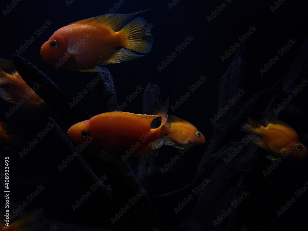 Blood-red Parrot Cichlid in an aquarium Blood-red Parrot Cichlid in an aquarium