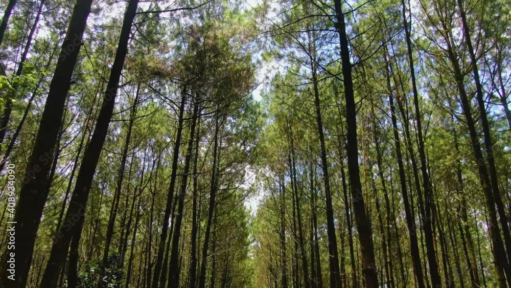 Evergreen topical pine forest in Kragilan, Indonesia, low angle dolly Evergreen topical pine forest in Kragilan, Indonesia, low angle dolly