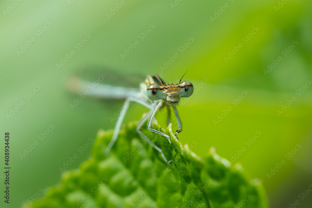 The white-legged damselfly or blue featherleg (lat. Platycnemis pennipes), of the family Platycnemididae. The white-legged damselfly or blue featherleg (lat. Platycnemis pennipes), of the family Platycnemididae.