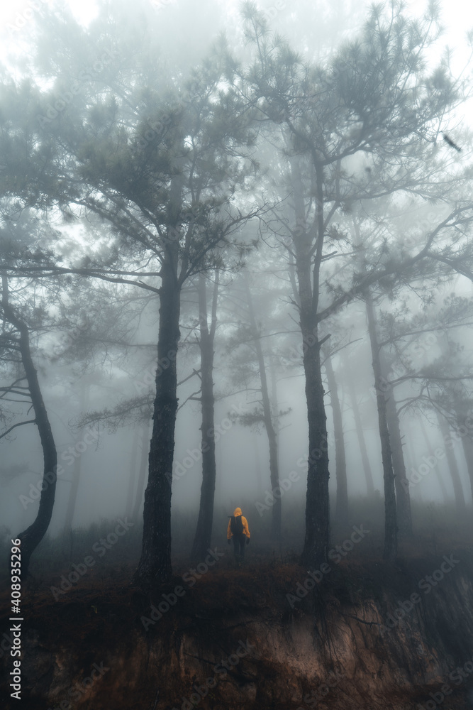 Obraz premium Hiking In the misty pine forest In the summer morning