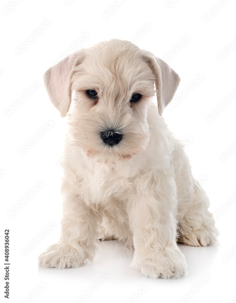 white miniature schnauzer in studio white miniature schnauzer in studio