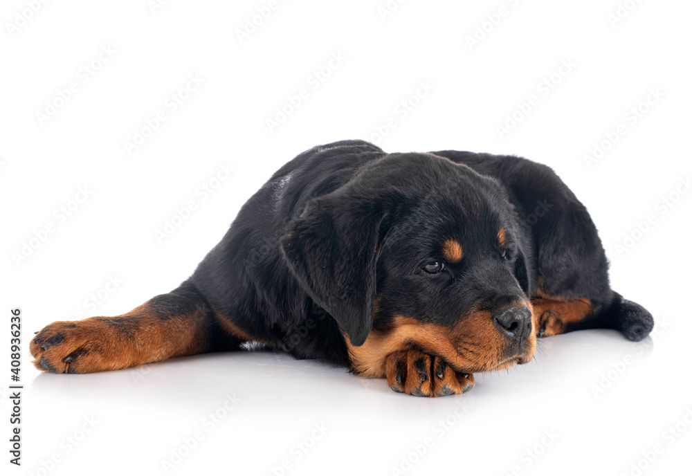 Obraz premium puppy rottweiler in studio