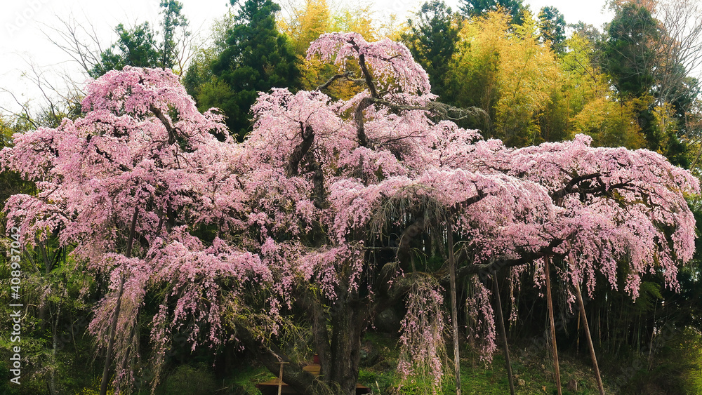 【福島】満開の紅枝垂地蔵桜