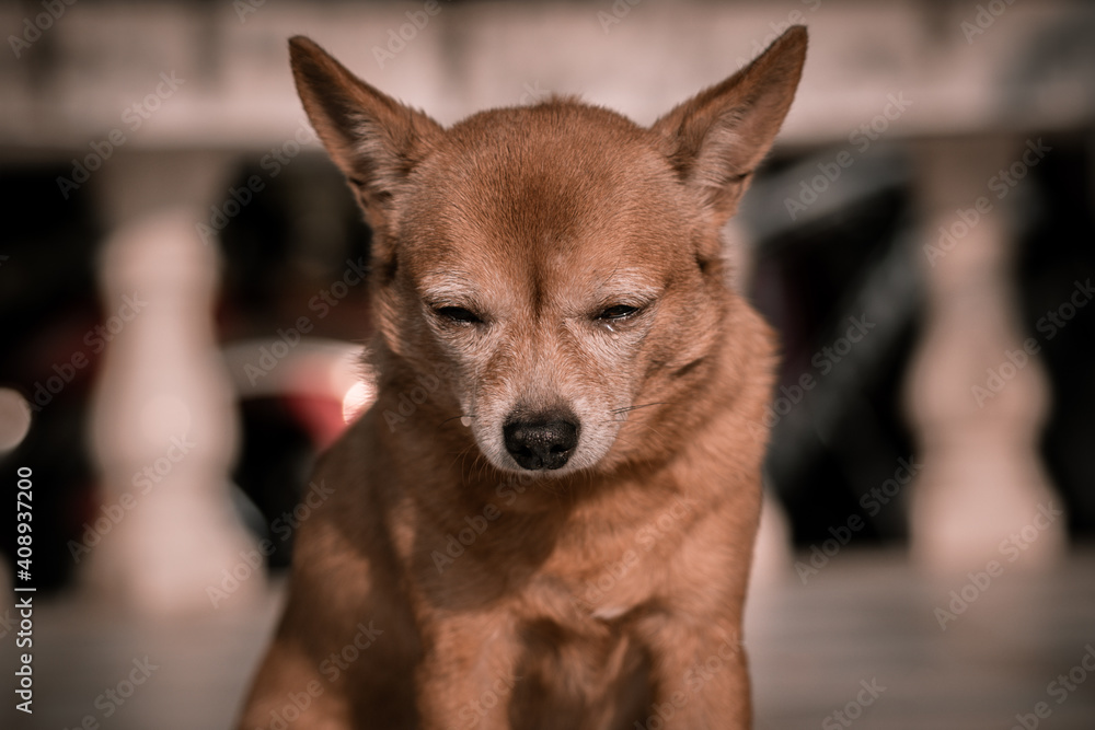 Young brown chihuahua dog in sad mood with natural dark background. Young brown chihuahua dog in sad mood with natural dark background.