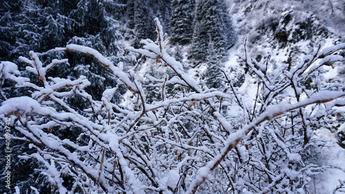 Wallpaper Mural The mountain forest is completely covered with snow. The branches of trees and tall firs are all covered in snow. The steep slopes of the mountains, white snow. You can see path where people walked. Torontodigital.ca