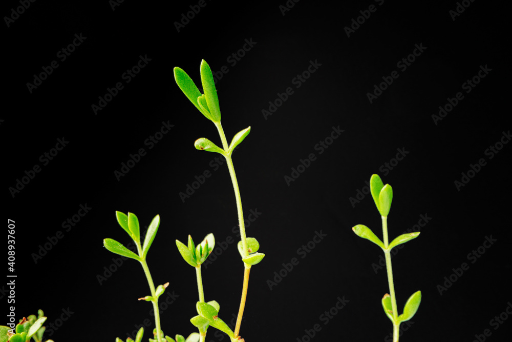 Small young green sprouts of a plant on black background