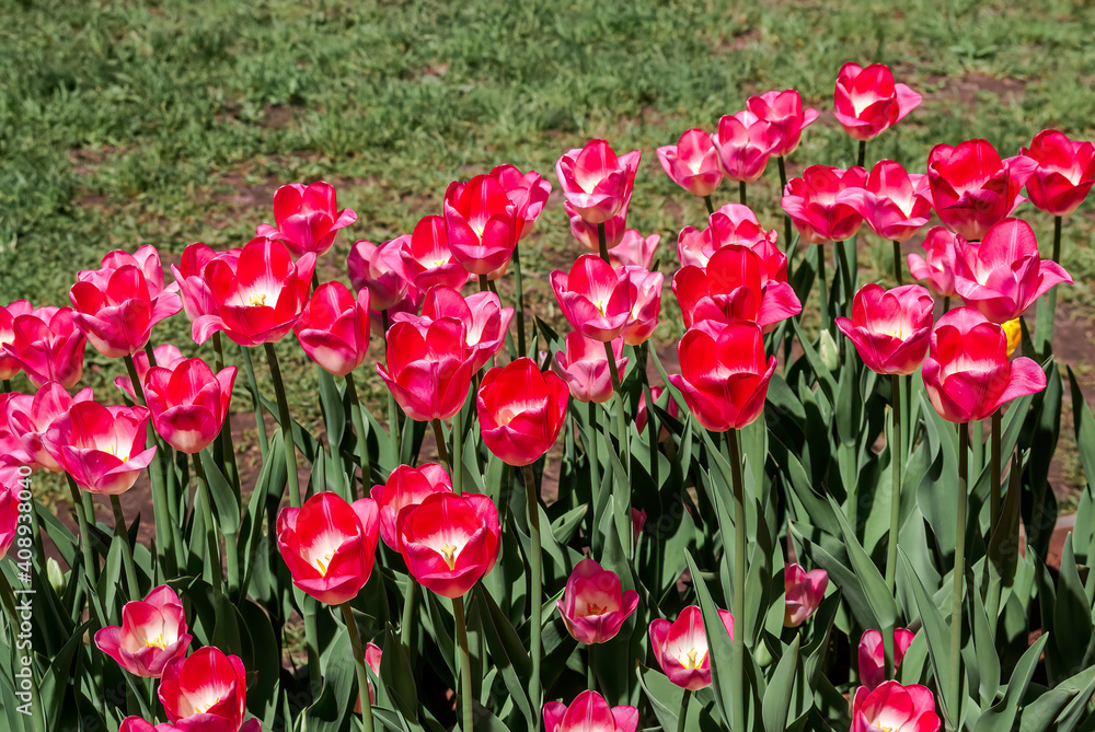 Single Early Tulip (Tulipa hybrida) in park