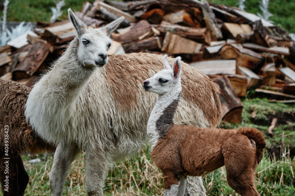 Fototapeta premium Llamas Alpaca in Andes Mountains, South America