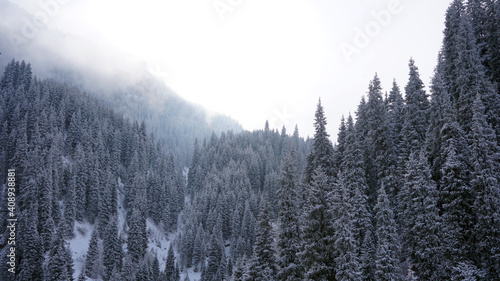 The winter forest in the mountains is covered with fog. Tall fir trees brush the clouds with their branches. All covered with snow. Dry grass is visible on the slopes of mountains. Almarasan Gorge