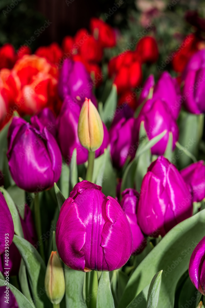 Fototapeta premium Single Early Tulip (Tulipa hybrida) in park