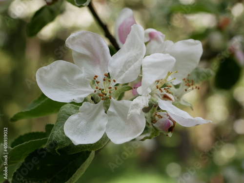 A black ant crawls among the stamens of a white-pink apple blossom on a sunny spring day. Flowering fruit trees in the orchard.