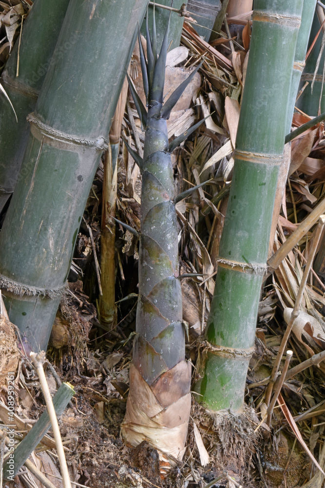 Closeup Bamboo large Bamboo Adult Bamboo 