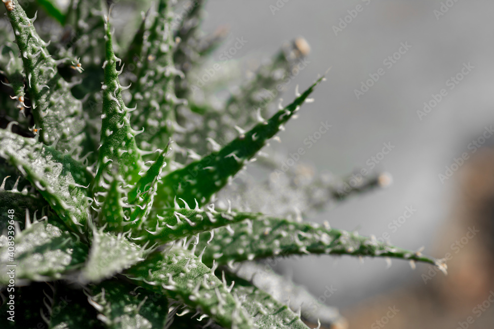 Closeup of cactus on natural light background. Closeup of cactus on natural light background.