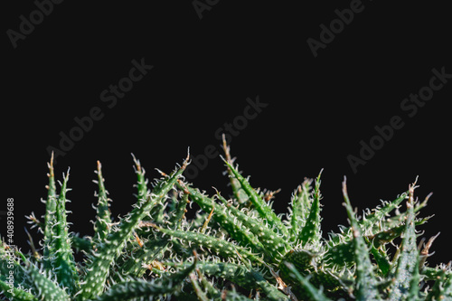 Closeup of cactus on natural light background.