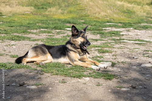 Young beautiful dog German shepherd lying on the ground in sunny summer day