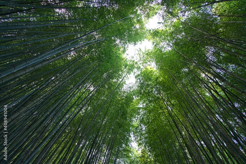 Elevated angle shot of bamboo forest. Tea, bamboo, betel nut tree, Cattle Egret migration, Chiayi County Meishan Township features, Taiwan. Elevated angle shot of bamboo forest. Tea, bamboo, betel nut tree, Cattle Egret migration, Chiayi County Meishan Township features, Taiwan.