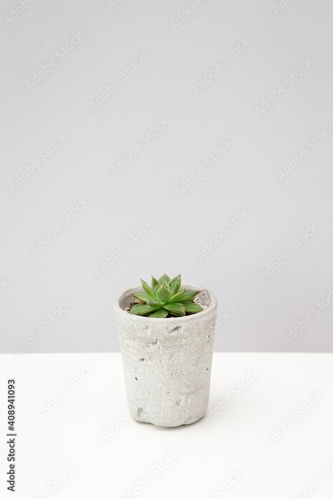 Small succulent plant in a concrete pot on white table against grey background. Miniature echeveria. Home indoor plants. Small succulent plant in a concrete pot on white table against grey background. Miniature echeveria. Home indoor plants.