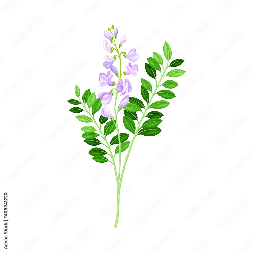 Flowering Plant with Purple Florets on Stem as Medical Herb Vector Illustration