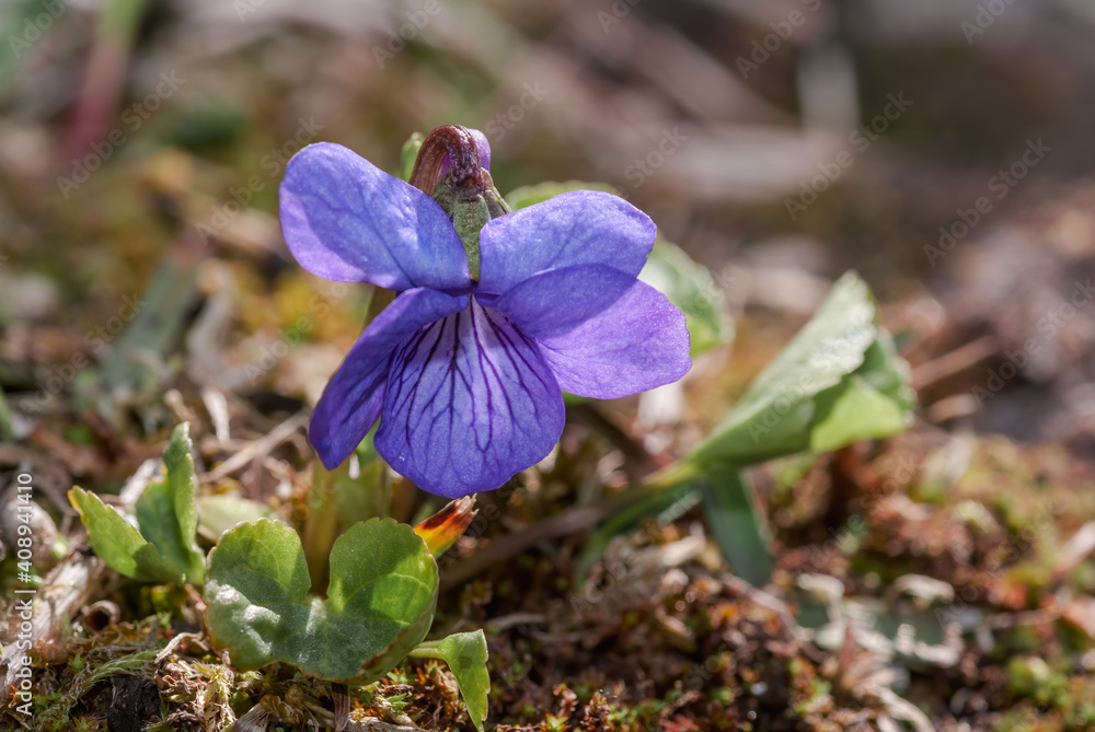 Alaska Violet (Viola langsdorfii) at Chowiet Island, Semidi Islands, Alaska, USA Alaska Violet (Viola langsdorfii) at Chowiet Island, Semidi Islands, Alaska, USA