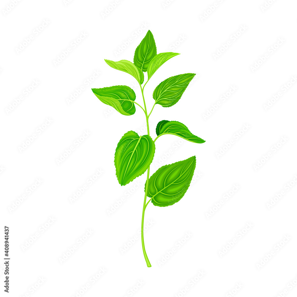 Medical Herb or Plant on Stem with Green Leaves with Serrated Margin Vector Illustration