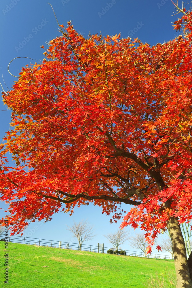 江戸川土手脇の紅葉のモミジ 江戸川土手脇の紅葉のモミジ