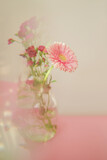 Creative abstract natural background.A bouquet of delicate pink flowers in a vase photographed through a prism for a Surreal Prisming Shot Of. The concept of the arrival of spring.