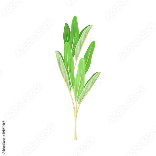 Fototapeta Naklejka Na Ścianę i Meble -  Green Medical Herb with Oblong Leaves on Stem Vector Illustration