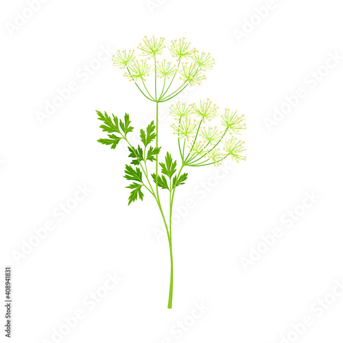 Anise Flowering Plant Specie with Feathery Leaves on Stem as Medical Herb Vector Illustration