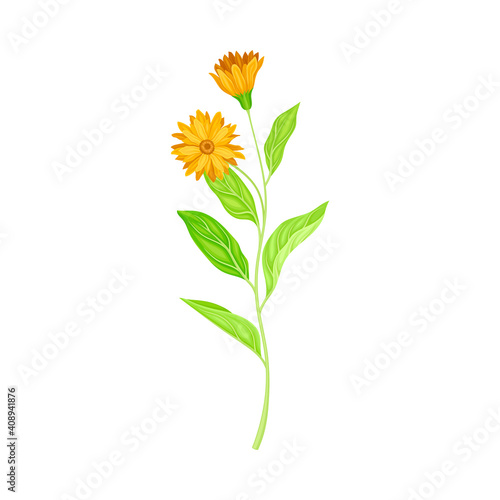 Calendula Herbaceous plant with Flowers on Stem as Medical Herb Vector Illustration