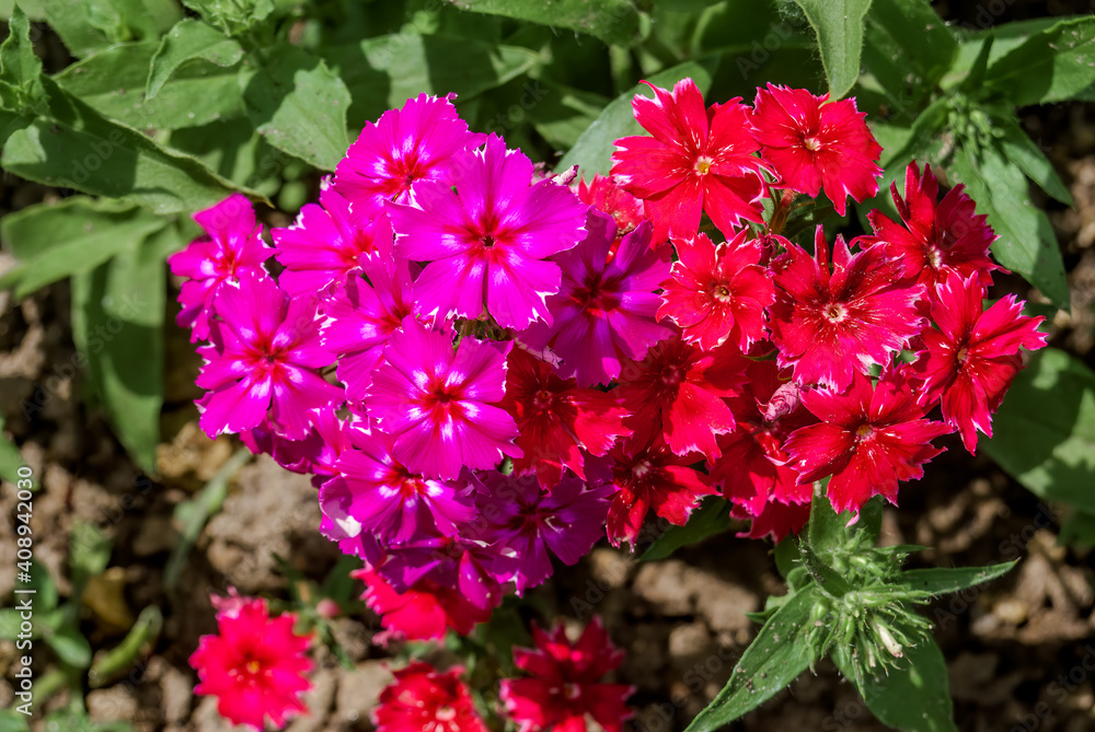Annual Phlox (Phlox drummondii) in garden Annual Phlox (Phlox drummondii) in garden