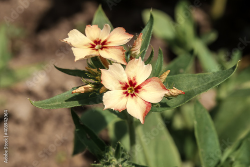 Annual Phlox (Phlox drummondii) in garden photo