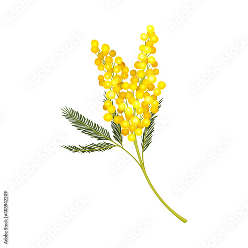 Branch of Mimosa or Silver Wattle with Bipinnate Leaves and Yellow Racemose Inflorescences Vector Illustration
