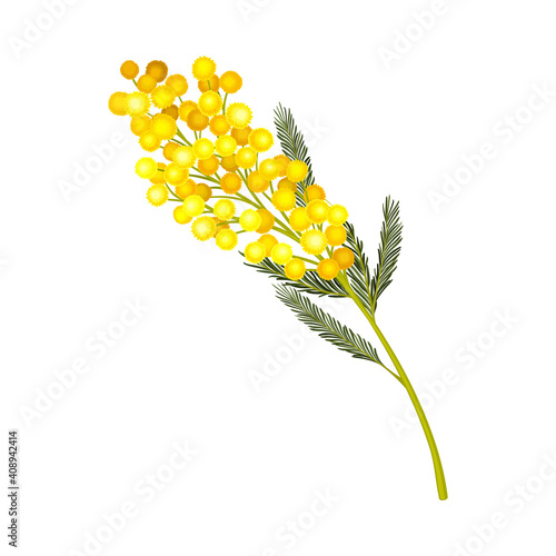 Branch of Mimosa or Silver Wattle with Bipinnate Leaves and Yellow Racemose Inflorescences Vector Illustration