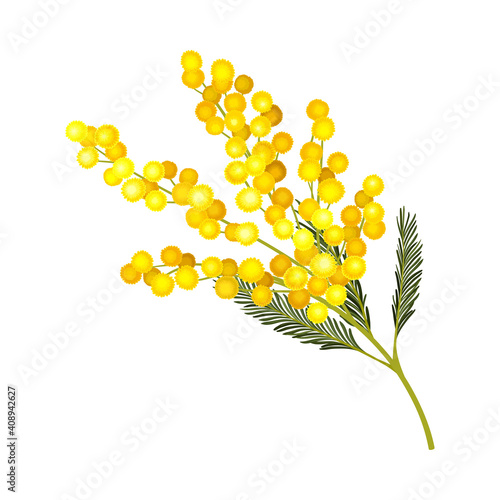 Evergreen Acacia Dealbata or Mimosa with Bipinnate Glaucous Leaves and Globose Bright Yellow Flowerheads Vector Illustration
