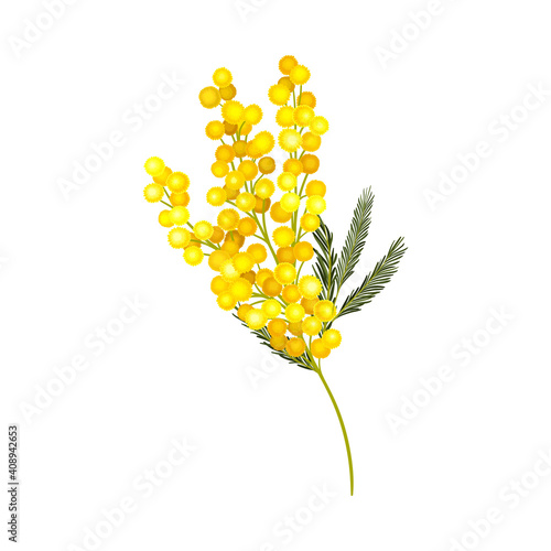 Evergreen Acacia Dealbata or Mimosa with Bipinnate Glaucous Leaves and Globose Bright Yellow Flowerheads Vector Illustration